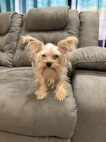 Tink, a female Yorkshire Terrier for sale in Fort Myers, FL – 3 of 4