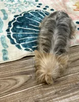 Tink, a female Yorkshire Terrier for sale in Fort Myers, FL – 2 of 4