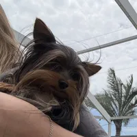Teacup Romeo, a male Yorkshire Terrier for sale in Fort Myers, FL – 2 of 5
