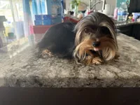Teacup Romeo, a male Yorkshire Terrier for sale in Fort Myers, FL – 4 of 5
