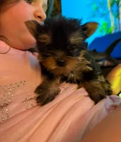 Super tiny girl, a female Yorkshire Terrier for sale in Fort Myers, FL – Photo 2 of 3
