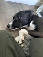 Amiri, a male Border Collie for sale in Yonkers, NY – Photo 2 of 3