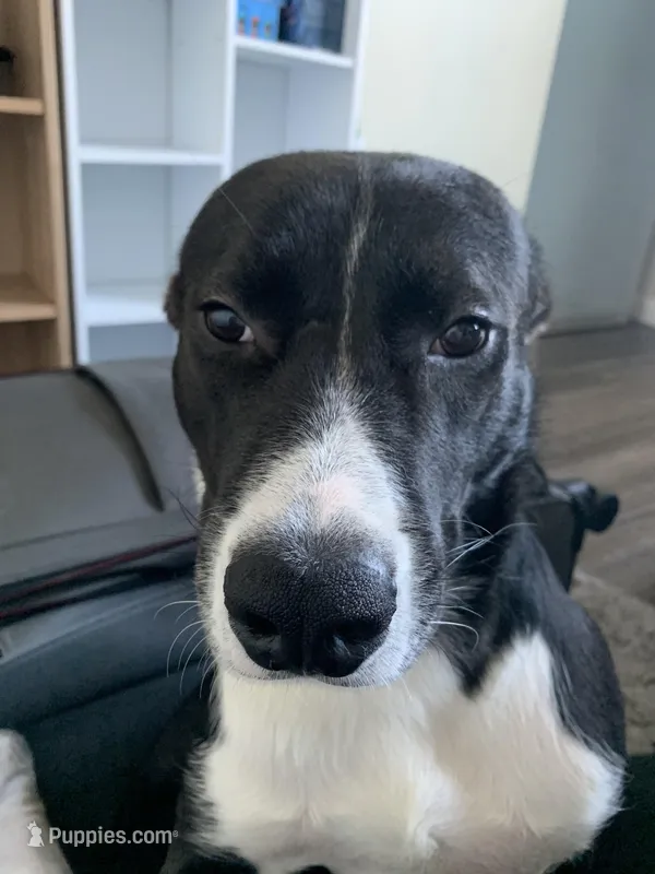 Amiri – Border Collie puppy for sale in Yonkers, NY