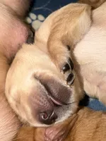  Chestnut , a male Labrador Retriever for sale in Richmond City, VA – 1 of 3