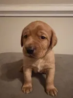 Linden , a male Labrador Retriever for sale in Richmond City, VA – 4 of 5