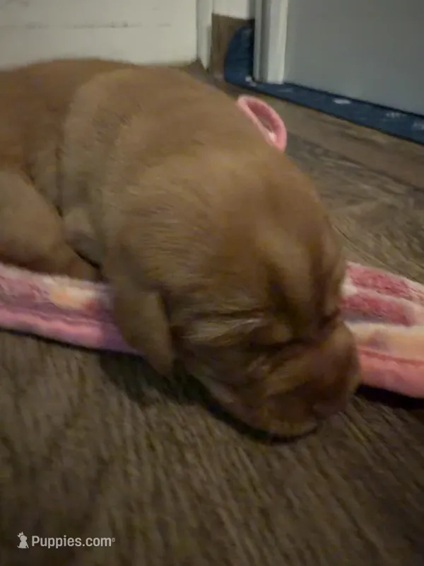 Linden  – Labrador Retriever puppy for sale in Richmond City, VA