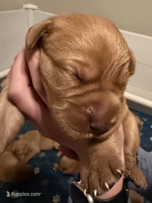 Redwood  – Labrador Retriever puppy for sale in Richmond City, VA