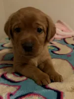 Linden , a male Labrador Retriever for sale in Richmond City, VA – 5 of 5