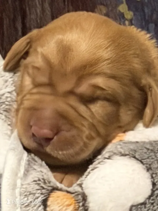 Hawthorn  – Labrador Retriever puppy for sale in Richmond City, VA