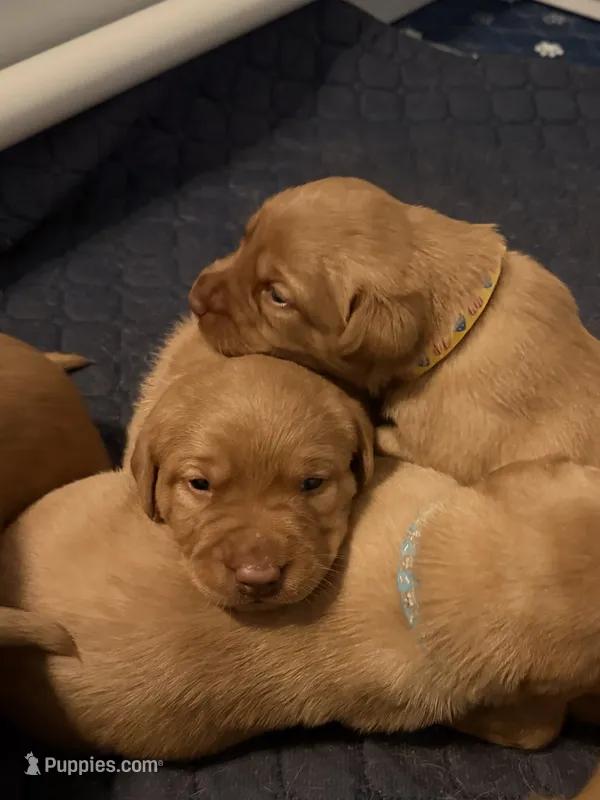 Redwood  – Labrador Retriever puppy for sale in Richmond City, VA