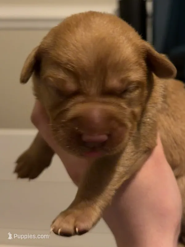 Mulberry  – Labrador Retriever puppy for sale in Richmond City, VA