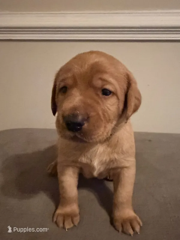 Linden  – Labrador Retriever puppy for sale in Richmond City, VA
