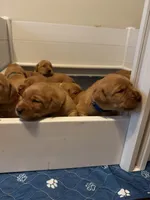 Florent , a male Labrador Retriever for sale in Richmond City, VA – 4 of 4