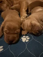  Chestnut , a male Labrador Retriever for sale in Richmond City, VA – 2 of 3