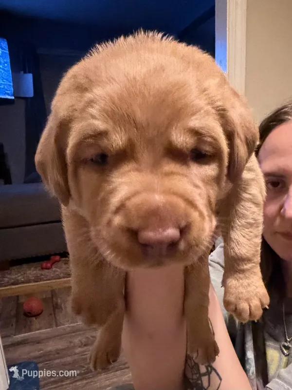 Florent  – Labrador Retriever puppy for sale in Richmond City, VA