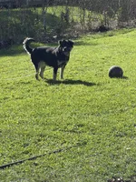 Treasure , a female German Shepherd Dog and Labrador Retriever for sale in Syracuse, NY – 2 of 4