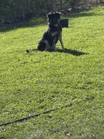 Treasure , a female German Shepherd Dog and Labrador Retriever for sale in Syracuse, NY – 3 of 4