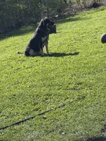 Treasure , a female German Shepherd Dog and Labrador Retriever for sale in Syracuse, NY – 4 of 4