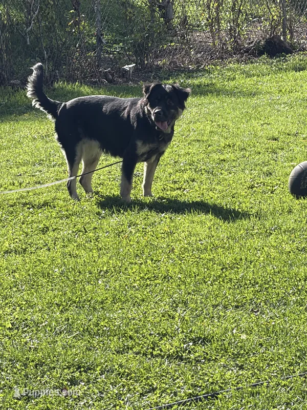 Treasure  – German Shepherd Dog, Labrador Retriever puppy for sale in Syracuse, NY