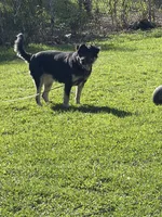 Treasure , a female German Shepherd Dog and Labrador Retriever for sale in Syracuse, NY – 1 of 4
