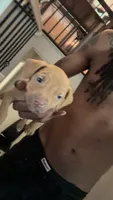 Female Runt, a female American Pit Bull Terrier for sale in Calumet City, IL – 3 of 3