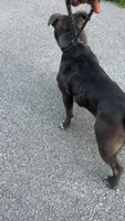 Sugar, a female American Bully for sale in Calumet City, IL – 4 of 6