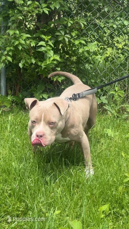 Baby – American Bully, American Pit Bull Terrier puppy for sale in Calumet City, IL
