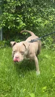 Baby, a female American Bully and American Pit Bull Terrier for sale in Calumet City, IL – 1 of 3