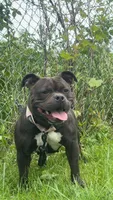 Sugar, a female American Bully for sale in Calumet City, IL – 3 of 6