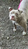 Baby, a female American Bully and American Pit Bull Terrier for sale in Calumet City, IL – 2 of 3