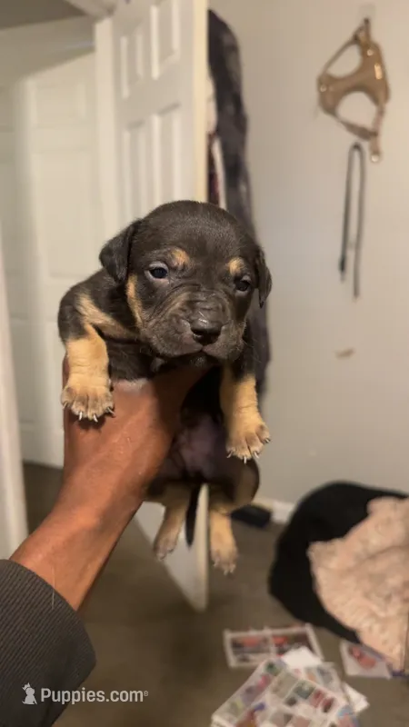 Rotten – American Pit Bull Terrier puppy for sale in Calumet City, IL