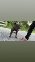 Sugar, a female American Bully for sale in Calumet City, IL – 2 of 6