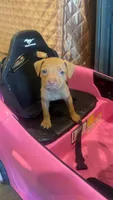 Female Runt, a female American Pit Bull Terrier for sale in Calumet City, IL – 2 of 3