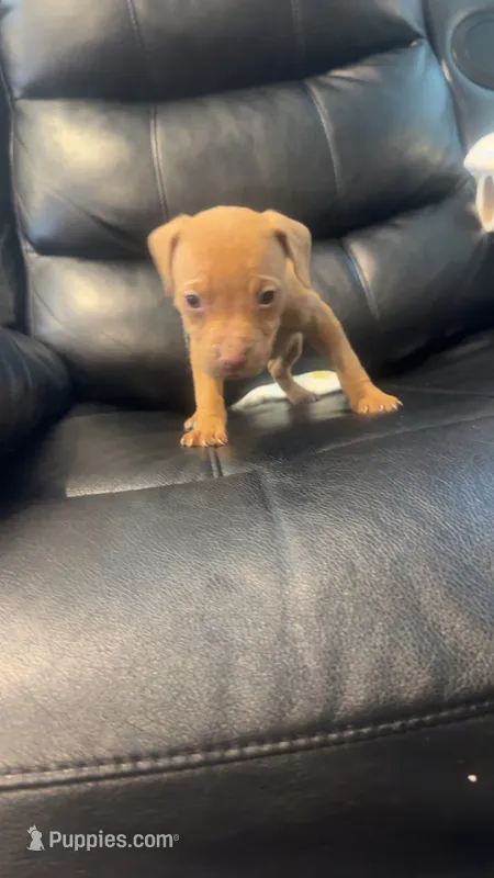 Female Runt – American Pit Bull Terrier puppy for sale in Calumet City, IL
