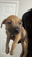 Debo, a male American Pit Bull Terrier for sale in Calumet City, IL – 1 of 1