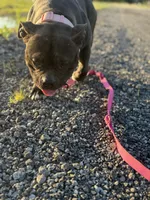 Sugar, a female American Bully for sale in Calumet City, IL – 6 of 6