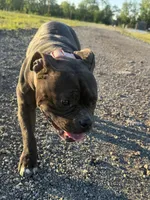 Sugar, a female American Bully for sale in Calumet City, IL – 5 of 6