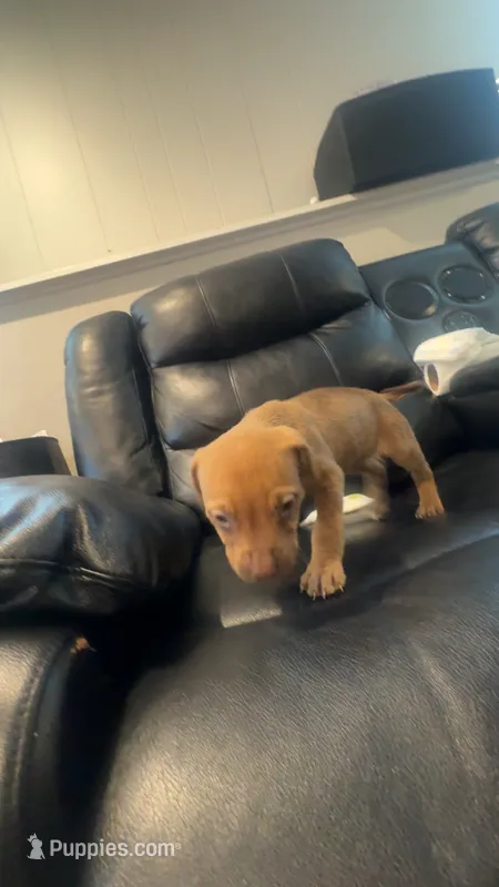Girlie – American Pit Bull Terrier puppy for sale in Calumet City, IL