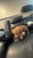 Girlie, a female American Pit Bull Terrier for sale in Calumet City, IL – 1 of 1