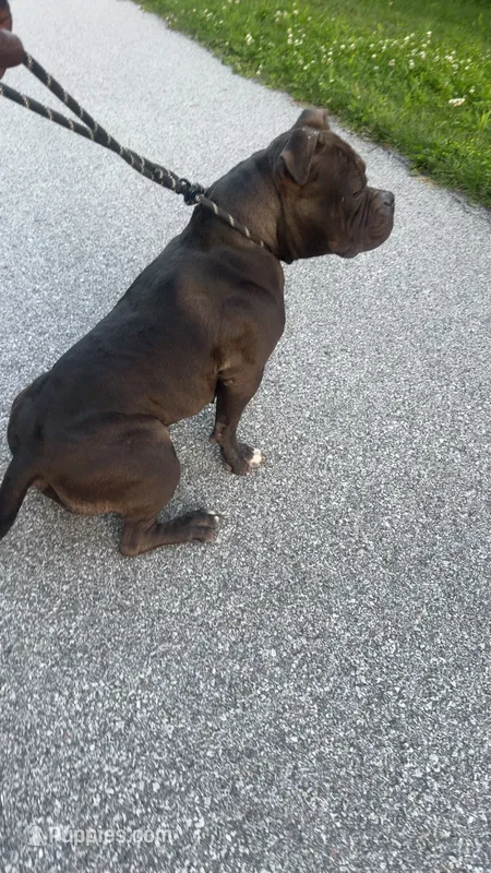 Sugar – American Bully puppy for sale in Calumet City, IL
