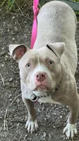 Baby, a female American Bully and American Pit Bull Terrier for sale in Calumet City, IL – 3 of 3