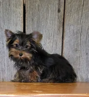 Princess , a female Yorkshire Terrier for sale in Hamlin, WV – 3 of 5