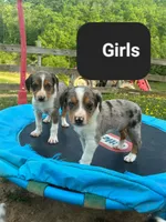 Milly, a female Australian Shepherd and Labrador Retriever for sale in Hamlin, WV – 3 of 4