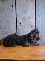 Princess , a female Yorkshire Terrier for sale in Hamlin, WV – 5 of 5