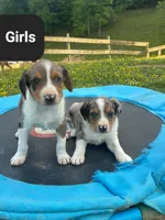 Milly, a female Australian Shepherd and Labrador Retriever for sale in Hamlin, WV – 4 of 4