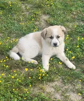 Molly, a female Great Pyrenees for sale in Hamlin, WV – 1 of 3
