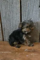 Princess , a female Yorkshire Terrier for sale in Hamlin, WV – 3 of 5