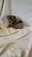 Van, a male Yorkshire Terrier for sale in Hamlin, WV – 3 of 4
