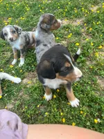 Billy, a male Australian Shepherd and Labrador Retriever for sale in Hamlin, WV – 3 of 5