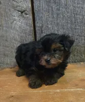 Marky, a male Yorkshire Terrier for sale in Hamlin, WV – 6 of 8